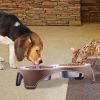 Plastic Framed Double Diner Pet Bowl in Stainless Steel, Large, Gold and Silver